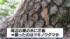 TBS NEWS DIG
