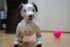 ���ˡ��μ�Χ�����󥿥ƥ�����ȥ��ܥåȡ�aibo�פμµ������ʸ��ߤ�ɮ�Ԥ����ɤ���餷�Ƥ���ˡ����餷�������ܤ�¿���Υե����̥λ���Ƥ���