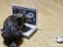 こちらはリモートワークにいそしむ猫