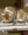 ケージ内で餌を食べる保護猫＝横浜市（一般社団法人「おーあみ避難所」提供）
