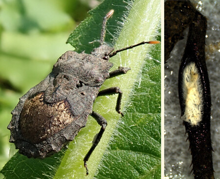 ノコギリカメムシの雌成虫(写真左)と後ろ脚にある器官(白い部分)。糸状菌を培養して卵に塗り、寄生蜂を防ぐことが分かった(産業技術総合研究所提供)
