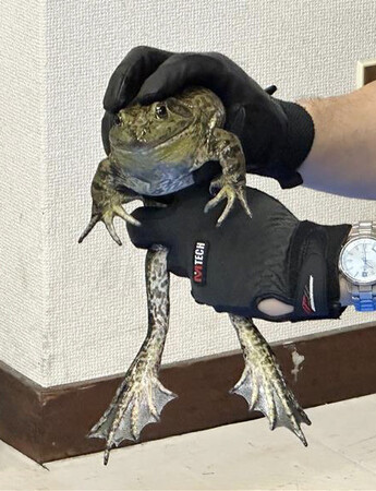 警視庁が押収したウシガエル=4日午前、東京都江東区