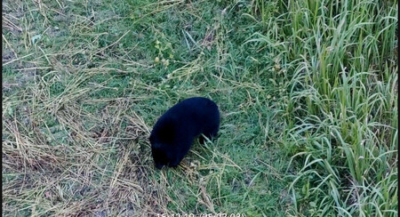 ドローンに搭載したカメラで撮影されたクマ(福島県昭和村提供)