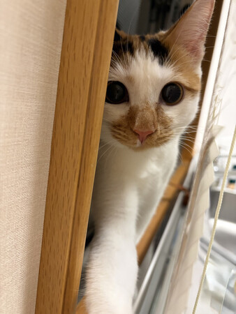 天皇、皇后両陛下の長女愛子さまが撮影された天皇ご一家の飼い猫「美海(みみ)」(宮内庁提供)