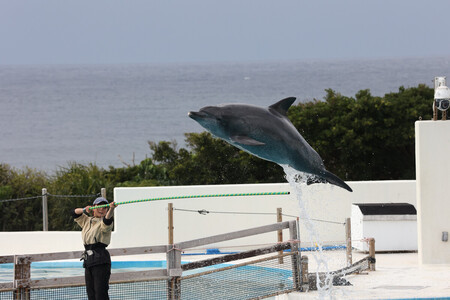 鳤²ۤΥߥʥߥХɥ륫֥סʹĲ쵭ǰʳˡ󶡡