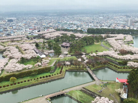 知床沖観光船事故で行方不明となっている小柳宝大さんの父親が、追悼旅行で訪れた北海道函館市の五稜郭公園に咲く桜(父親提供)