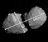 探査機「はやぶさ２」が撮影し、推定された小惑星「トリフネ」の大きさ（ＪＡＸＡ、東京大、千葉工業大、東京科学大、産業技術総合研究所、パリ天文台、カナリア天体物理研究所提供）
