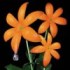ORANGE RANGE「花」（権利元：ソニー・ミュージックエンタテインメント／2015年5月27日配信開始）