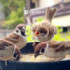 餌をおねだりするスズメのひな（Instagram／＠sparrrrowsより）