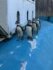 八木山動物公園で死んだペンギン(手前から)かすみ、いずみ、あらまさ、ひめ(八木山動物公園フジサキの杜提供)