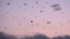 20日放送『野鳥を見る田中』＝ツバメのねぐら入り（C）BSテレ東