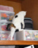 ��­��Ԥ��򥿥��Ĥ������󤬽����夤���������ͤ��Υʥʤ���󡦥ݥ����󤵤��@habaoneko����