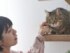 SNSでかわいい猫の動画を見て、「猫と暮らしたいな」と思ったことはありませんか。今回は、「旅行も楽しみたい」「猫とも暮らしたい」という人が知っておきたい、猫の性質や飼い主との関わり方、そして後悔しないためのポイントを紹介します。※サムネイル画像：amanaimages