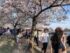 ワシントンD.C.の春の名物である日本の桜