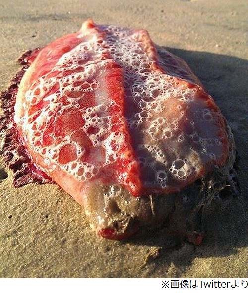 海岸で発見された「謎の生物」