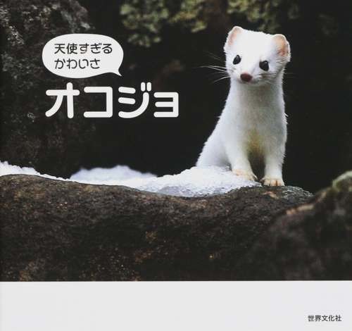 「天使すぎる」オコジョ写真集