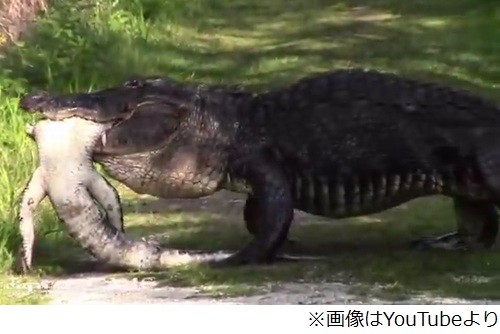 巨大ワニがワニを食べる動画 | mixiニュース