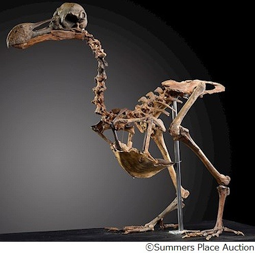 絶滅「ドードー」の骨が競売に