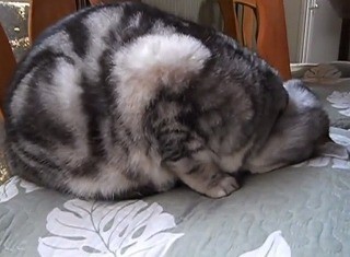 猫が土下座の姿勢で眠る理由 Mixiニュース