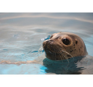 水族館の生き物人気投票、「ASM48総選挙」が開催されたぞ!