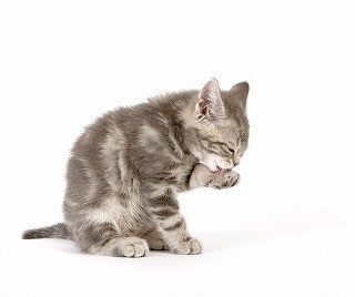 猫の毛柄、もともとは1種類?