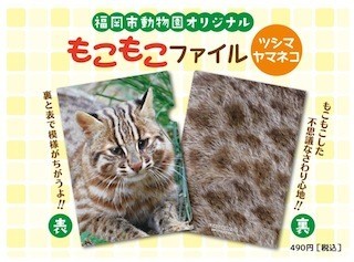 ヤマネコのもこもこファイル